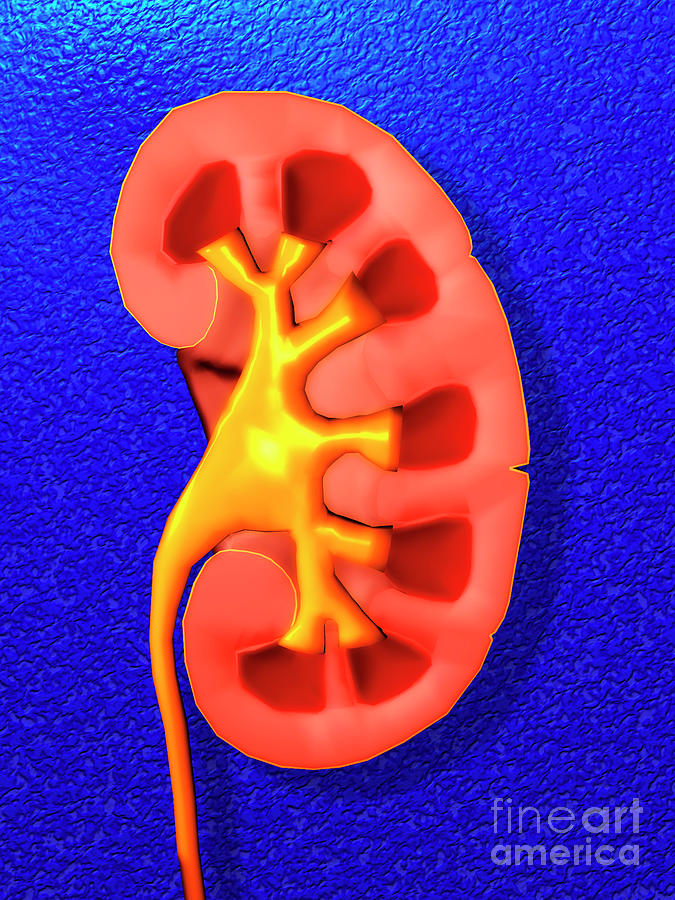 Artwork Of A Section Through Healthy Human Kidney Photograph by Alfred ...