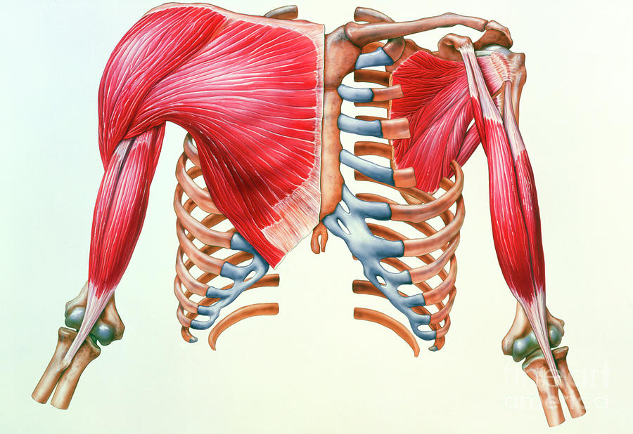 Arm Photograph - Artwork Of Skeleton & Muscles Of Chest & Upper Arm by Bo Veisland, Mi&i/science Photo Library