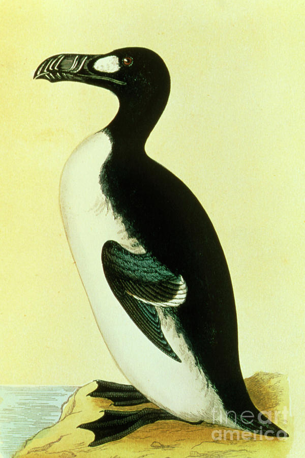 Artwork Of The Extinct Great Auk Bird Photograph by George Bernard ...