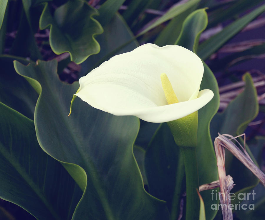 Arum Lily Photograph by Cassandra Buckley