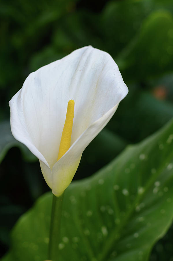 Arum Lily Photograph by Leon Kramer