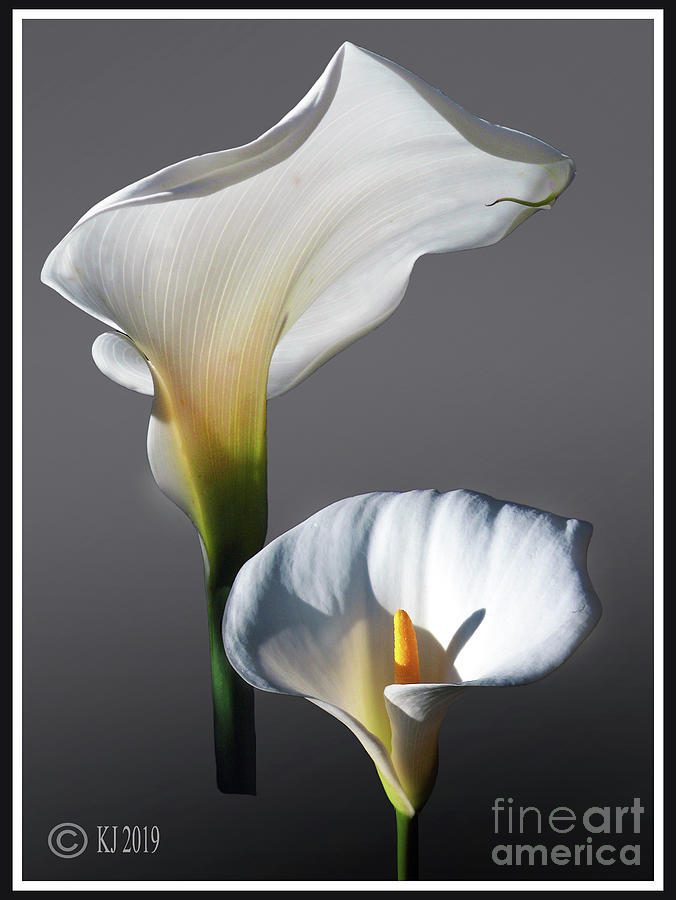 Arum Lily - Zantedeschia aethiopica Photograph by Klaus Jaritz - Fine Art  America