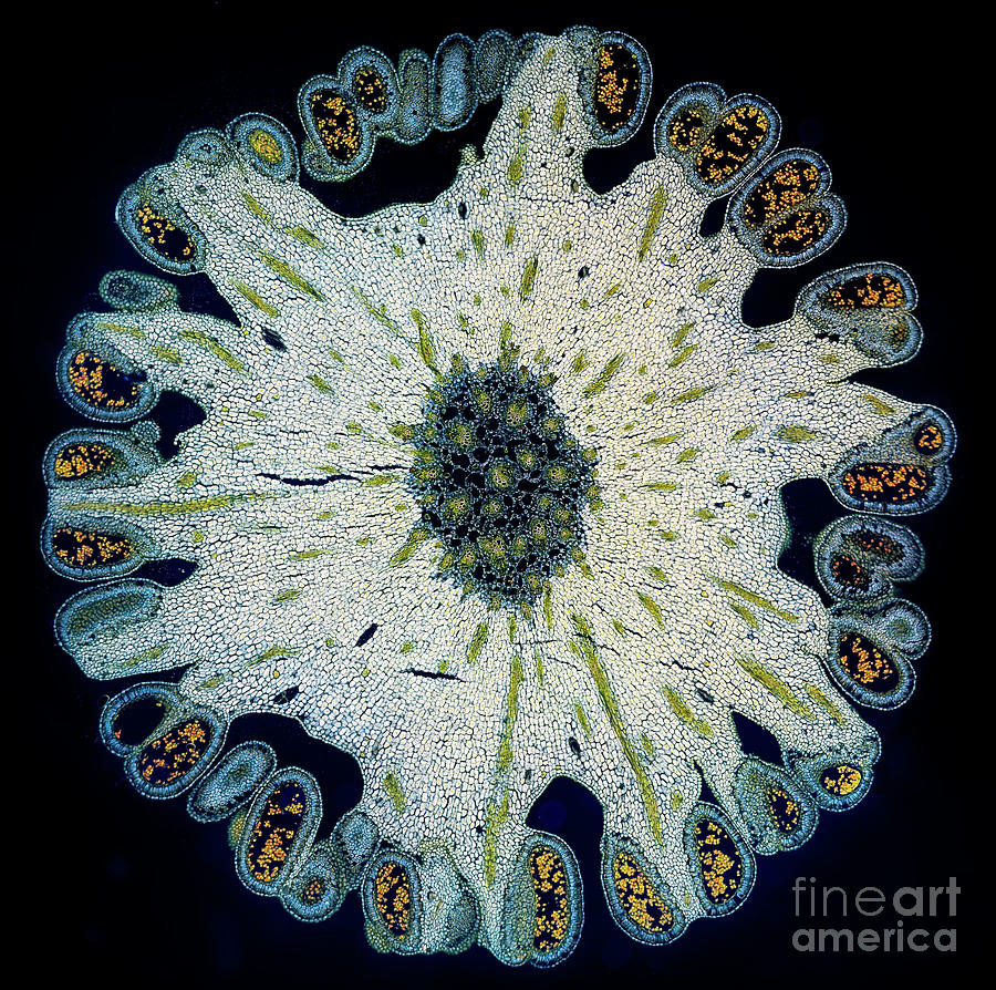 Flowers Still Life Photograph - Arum Maculatum Blossom by Frank Fox/science Photo Library