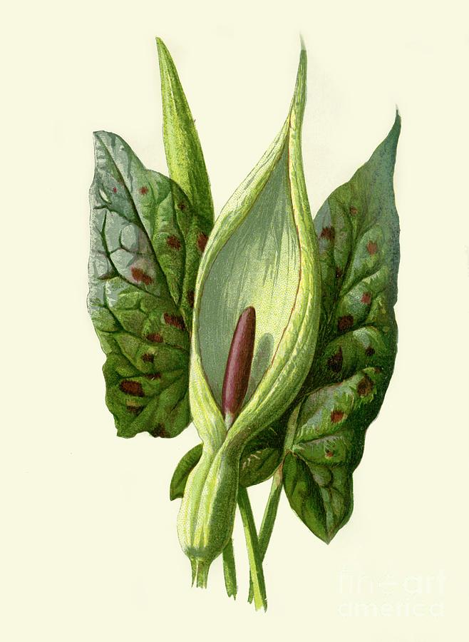 Arum Or Cuckoo Pint Drawing by Print Collector