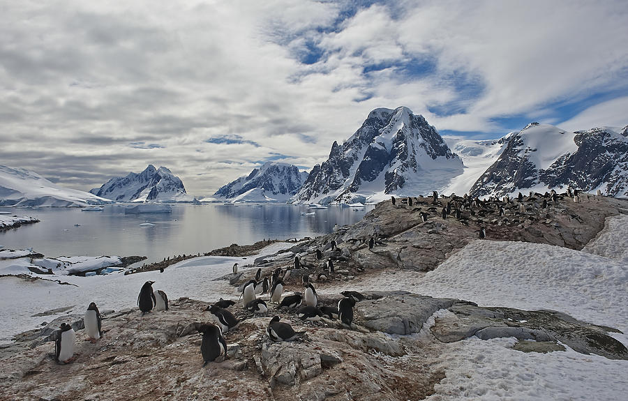 Penguin Photograph - As It Was, When Us Have Not Yet Been by Sergey Kokinskiy
