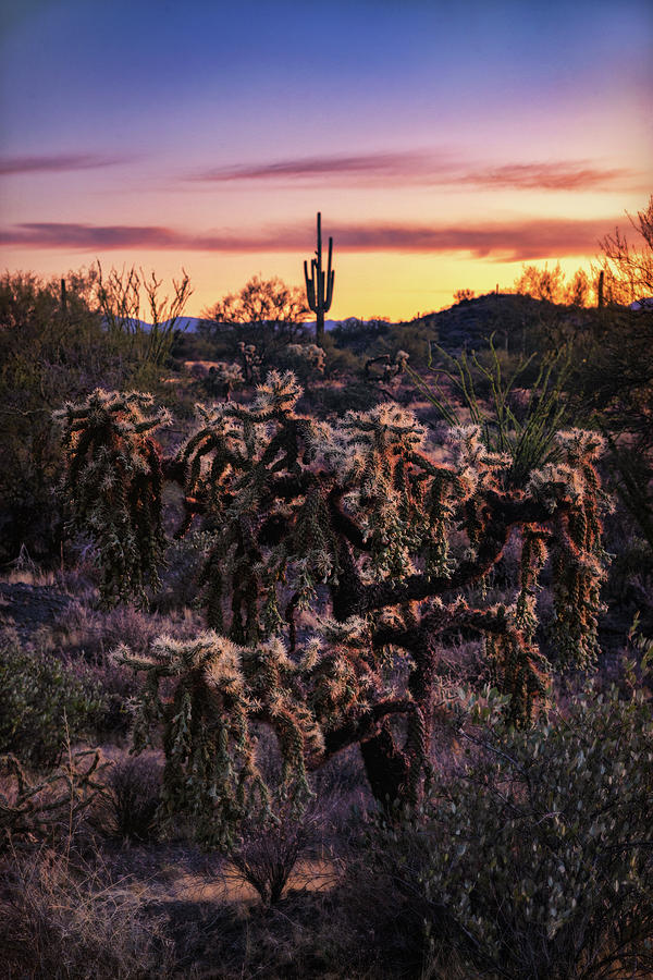 As Morning Calls In The Sonoran  Photograph by Saija Lehtonen