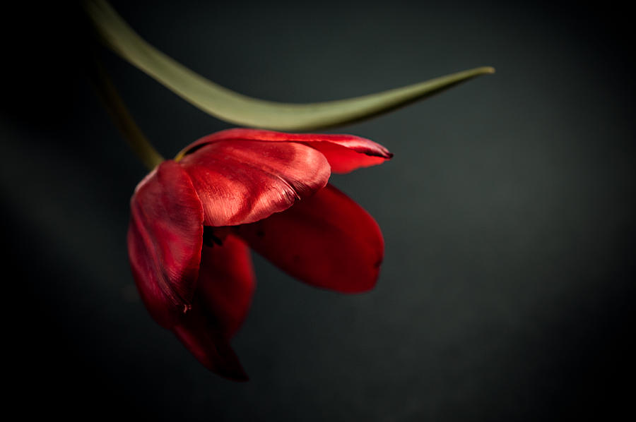 Tulip Photograph - As She Whispers by Maggie Terlecki