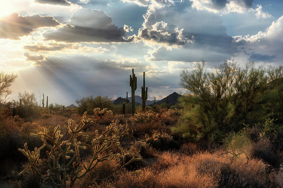 As The Suns Starts To Set On The Sonoran  Photograph by Saija Lehtonen