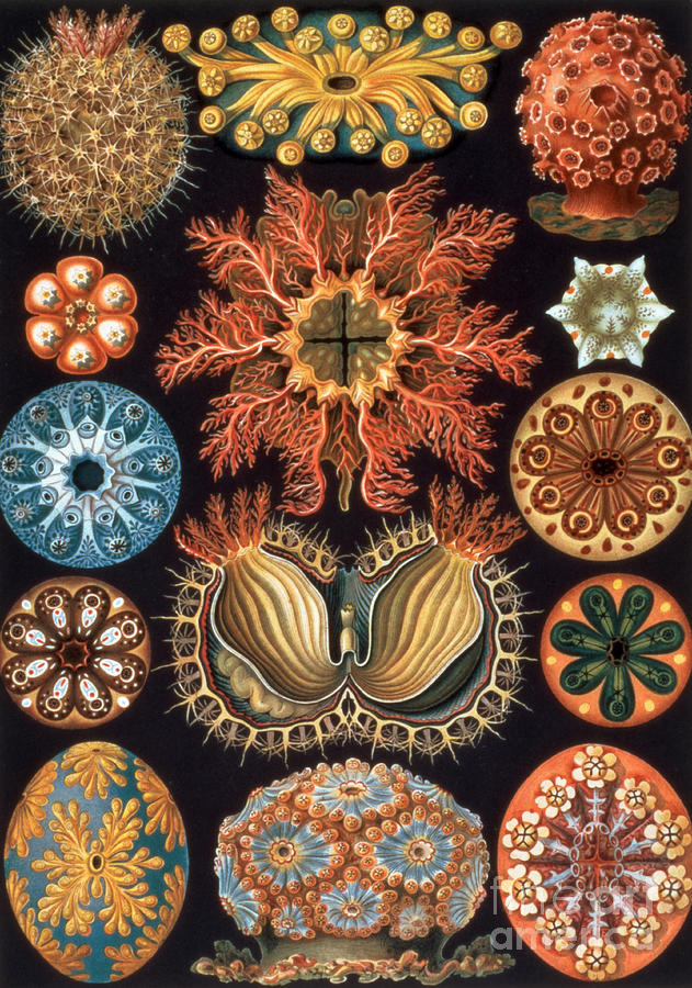 Ascidiae, plate 85 from Kunstformen der Natur Painting by Ernst Haeckel