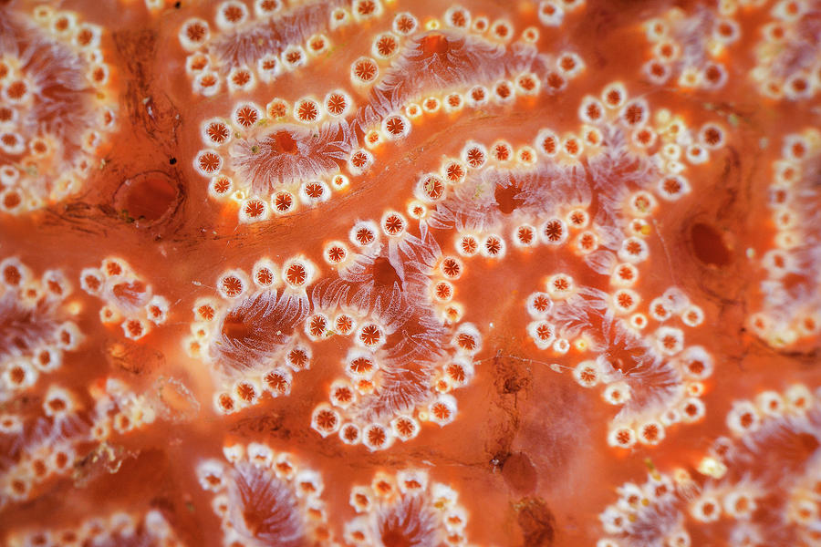 Wildlife Photograph - Ascidian / Sea Squirt Close-up. Bohai Sea, Yellow Sea. by Magnus Lundgren / Wild Wonders Of China / Naturepl.com