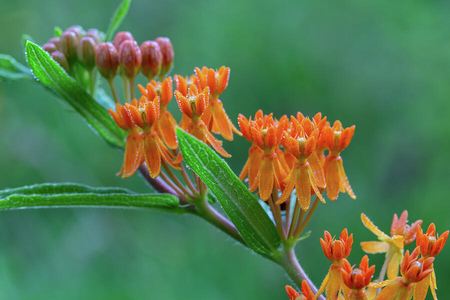 Asclepias Tuberosa by Dale Kincaid Asclepias Tuberosa by Dale Kincaid