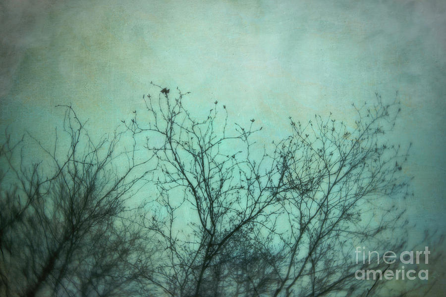 Winter Birch 3 Photograph by Priska Wettstein