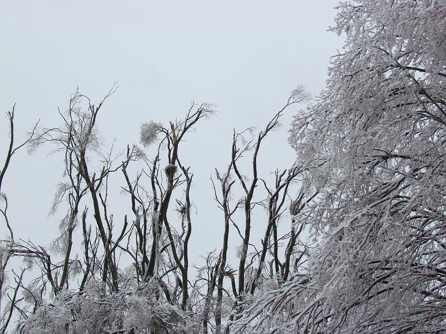 Winter Photograph - Ash Grove After the Ice Storm by Boyd Carter