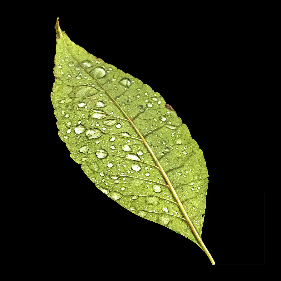 Ash Tree Leaf - Green Photograph by Ira Marcus