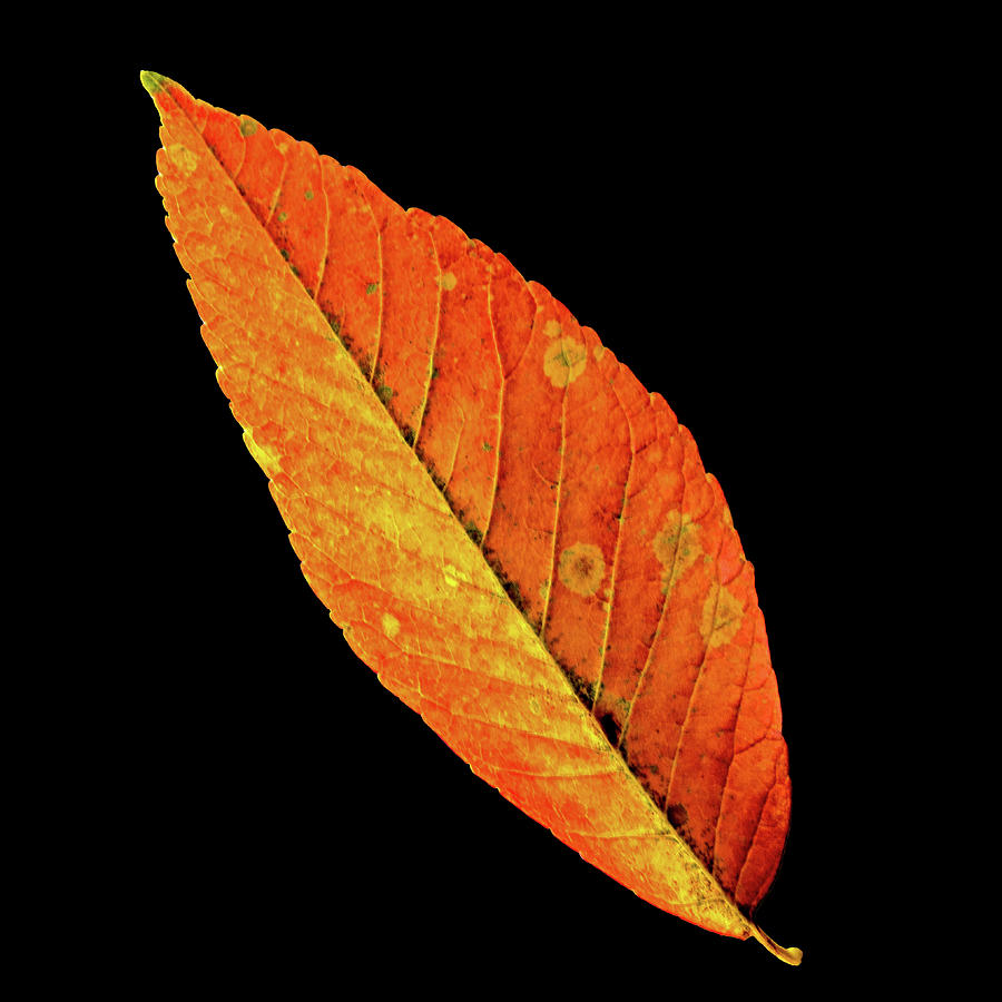 Ash Tree Leaf - Orange Photograph by Ira Marcus