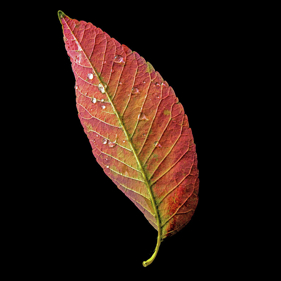 Ash Tree Leaf - Red Photograph by Ira Marcus