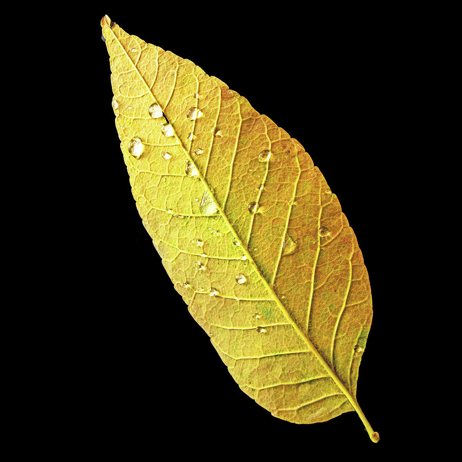 Ash Tree Leaf - Yellow Photograph by Ira Marcus
