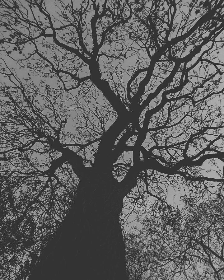 Ash Tree by Samuel Pye Ash Tree by Samuel Pye