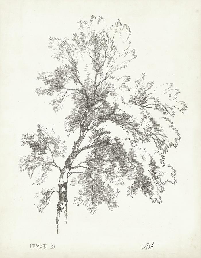 Tree Painting - Ash Tree Study by Unknown