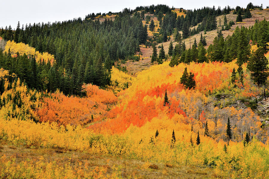 Ashcroft Aspens Photograph by Ray Mathis