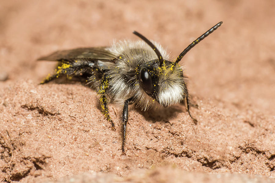 Ashy Mining Bee, Outside Nest Burrow, River Monnow Photograph by Phil ...