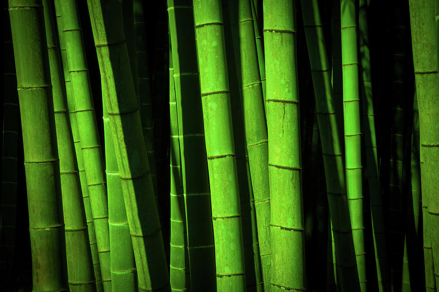 Asian Bamboo Forest Photograph by Nikada