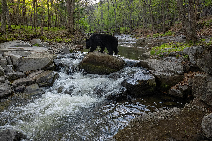 Asian Black Bear Walking Across River In Forest Using Photograph by Sergey Gorshkov / Naturepl.com Asian Black Bear Walking Across River In Forest Using Photograph by Sergey Gorshkov / Naturepl.com