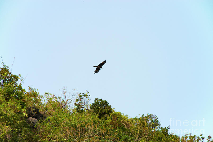 Asian Black Kite over Island in Halong Bay Photograph by Bob Phillips