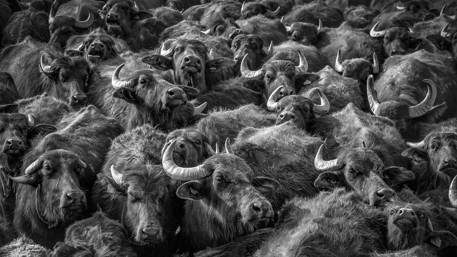Buffalo Photograph - Asian Buffaloes by Zhd Bilgin