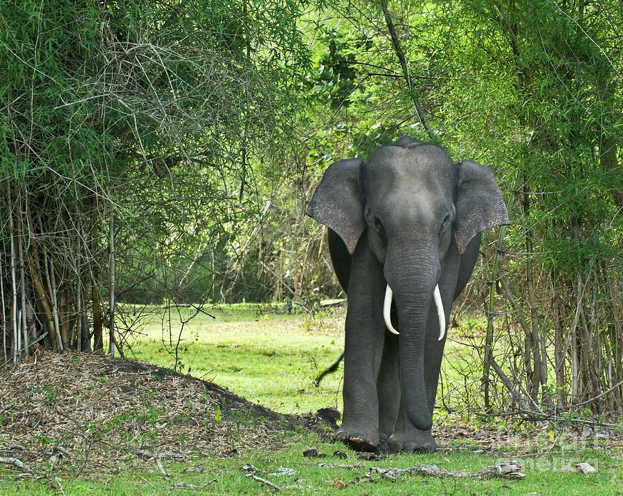Asian Elephant Amongst Trees Photograph by K Jayaram/science Photo Library