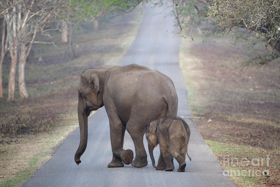 Asian Elephant And Calf Crossing A Road Photograph by Dr P. Marazzi/science Photo Library