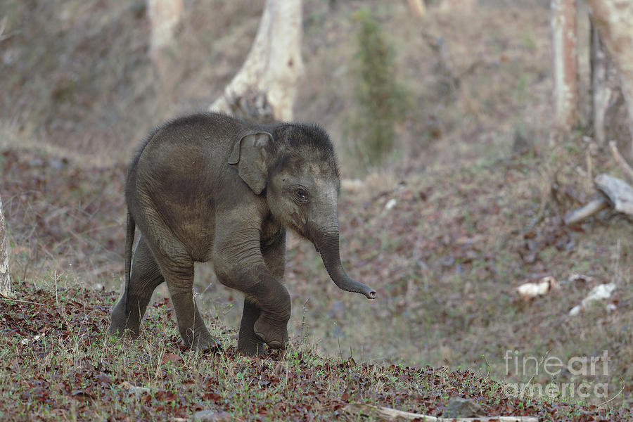 Asian Elephant Calf Photograph by Dr P. Marazzi/science Photo Library