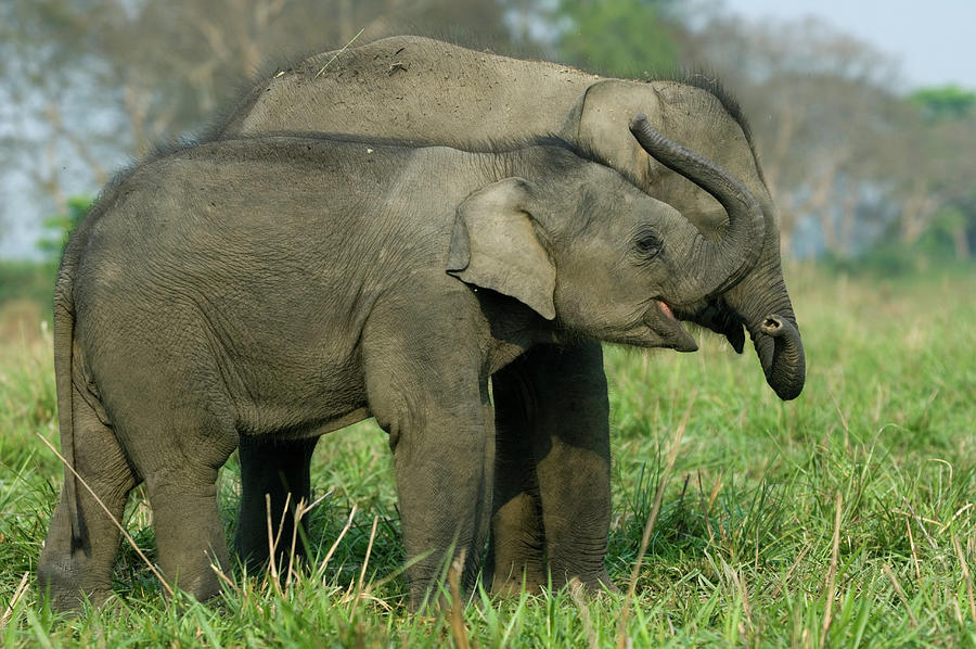 Asian Elephant Calves Elephas Maximus Photograph by Nhpa