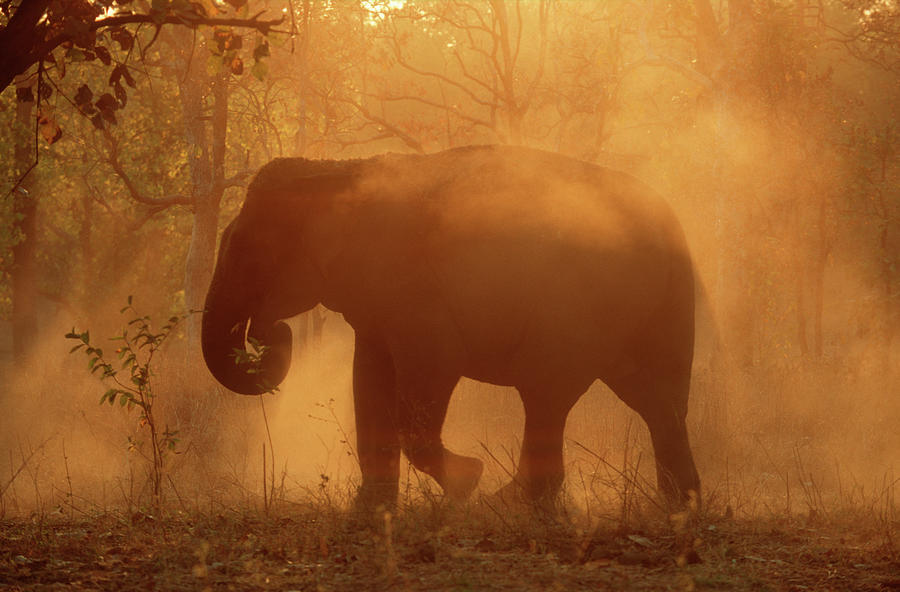 Asian Elephant Dust-bathing Elephas Photograph by Nhpa