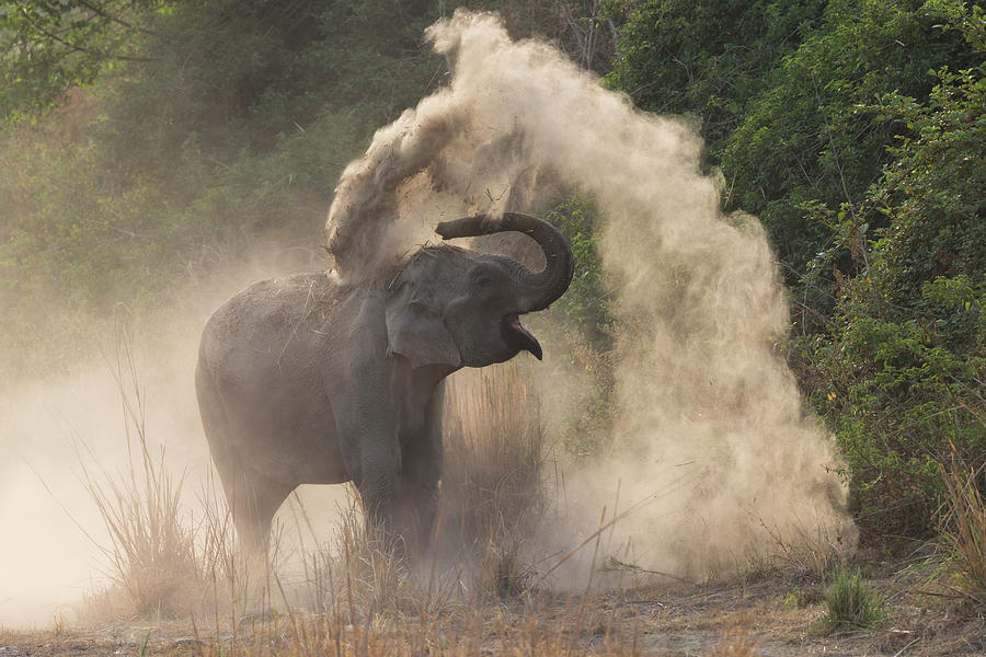 Asian Elephant Dust Bathing, Uttarakhand, India Photograph by Sylvain