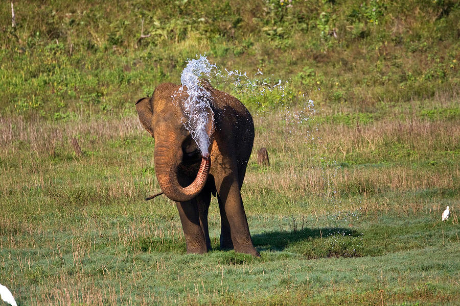 Asian Elephant Elephas Maximus Photograph by David Hosking