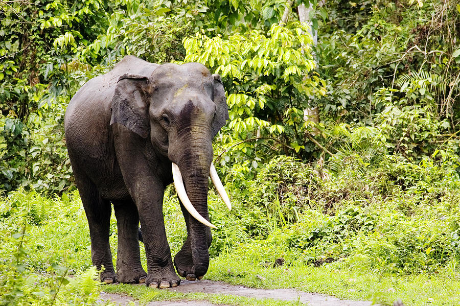 Asian Elephant, Elephas Maximus, Male Photograph by David Courtenay