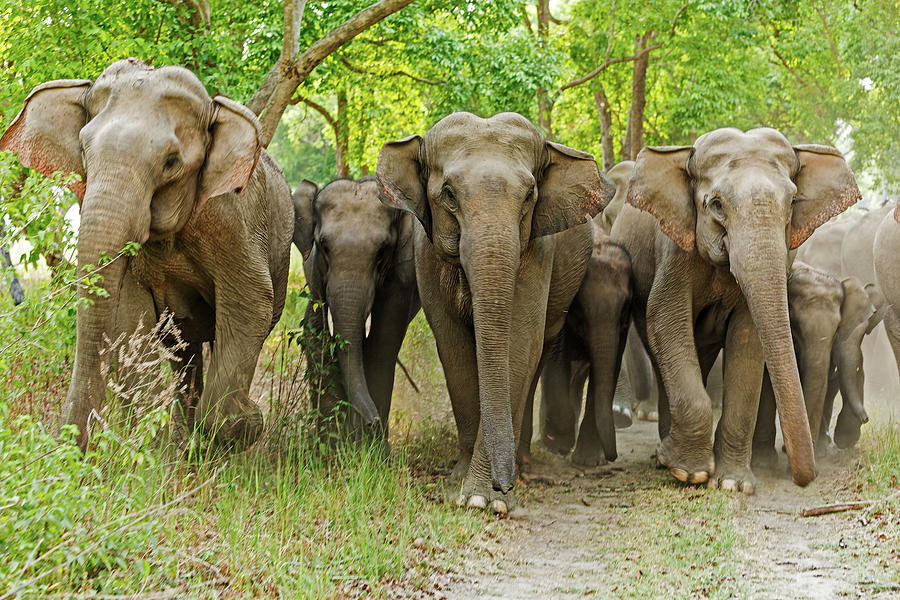 Asian Elephant Family In The Sal Forest Photograph by Jagdeep Rajput ...