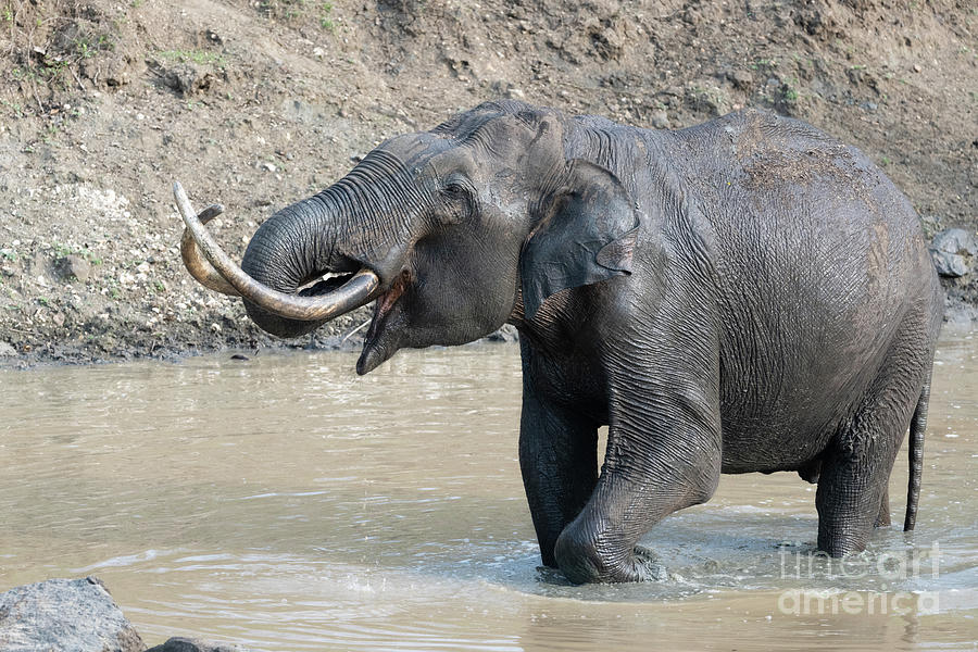 Asian Elephant In A Waterhole Photograph by Dr P. Marazzi/science Photo Library