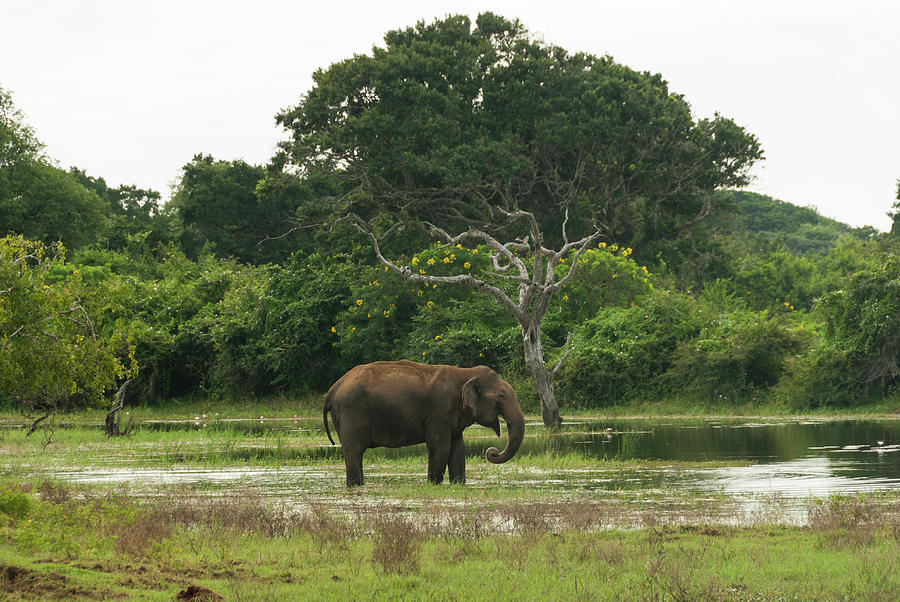 Asian Elephant Standing In Water Photograph by John Elk Iii