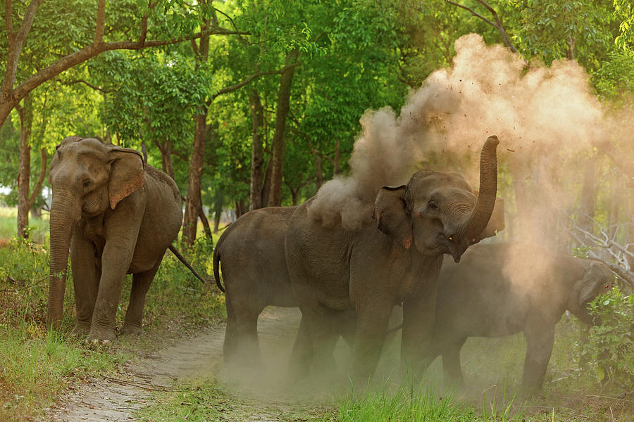Jungle Photograph - Asian Elephant Taking Dust Bath by Jagdeep Rajput