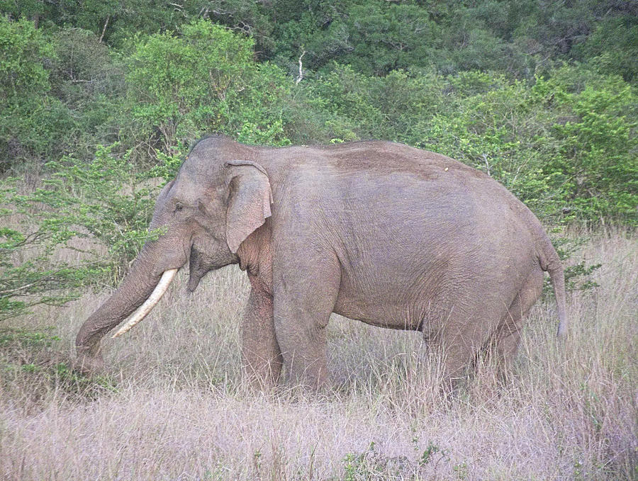 Asian Elephant Tusker Photograph by L L Prasanna Ranatunga - Pixels