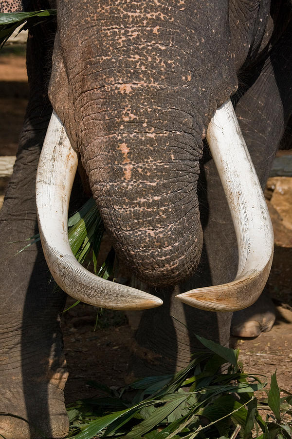 Asian Elephant Tusks Photograph by David Hosking