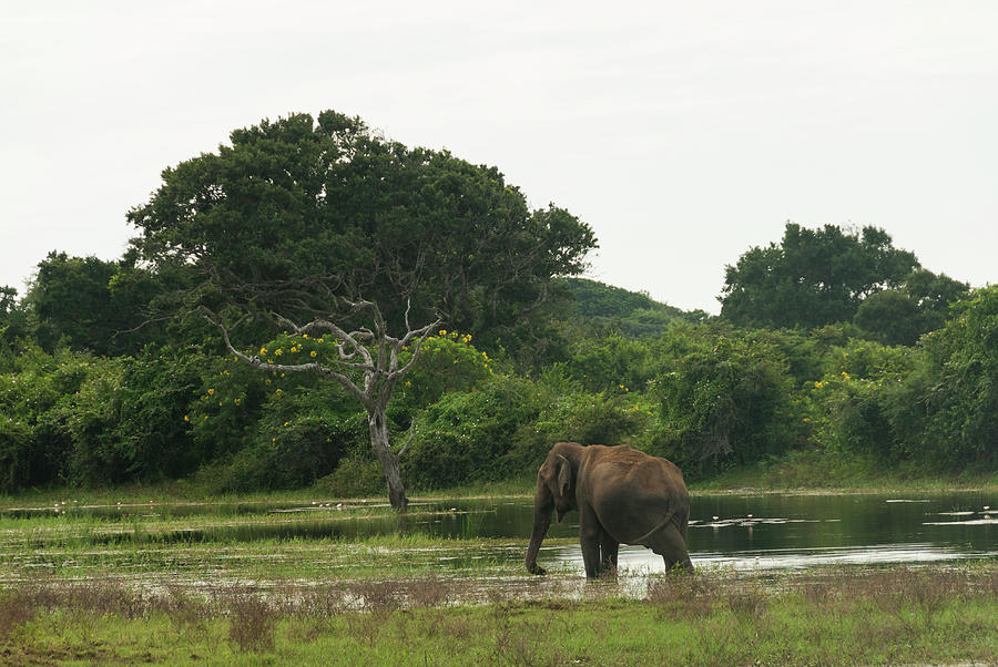 Asian Elephant Walking Through Pond Photograph by John Elk Iii