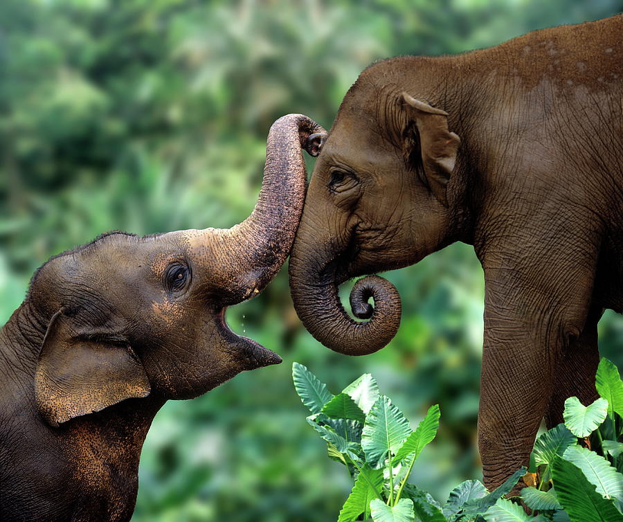 Asian Elephants (elephas Maximus) Digital Art by Robert Maier - Fine ...