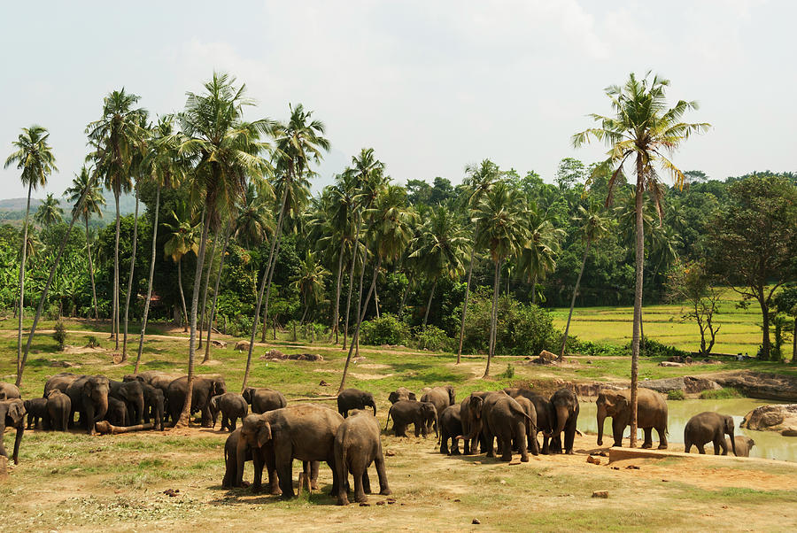 Asian Elephants Photograph by John Elk Iii