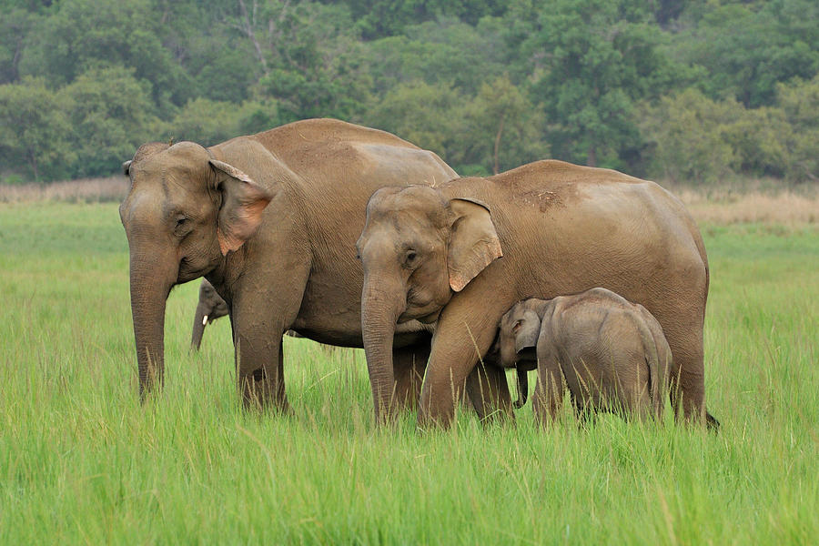 Asian Elephants Photograph by Radha Rangarajan