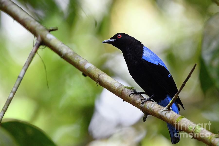 Asian Fairy Bluebird Photograph by Dr P. Marazzi/science Photo Library