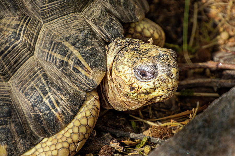 Asian Forest Tortoise-1 Photograph by Donald Pash