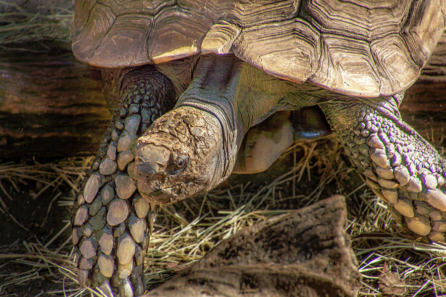 Asian Forest Tortoise Photograph by Donald Pash